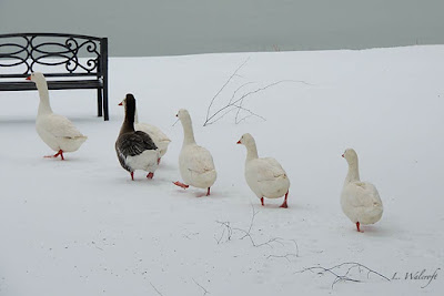 Geese