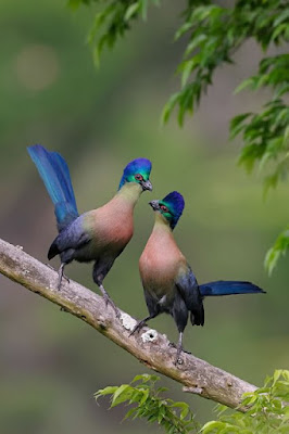“Purple-Crested Turacos, Lower Mpushini Valley Conservancy, South Africa” by Richard Flack