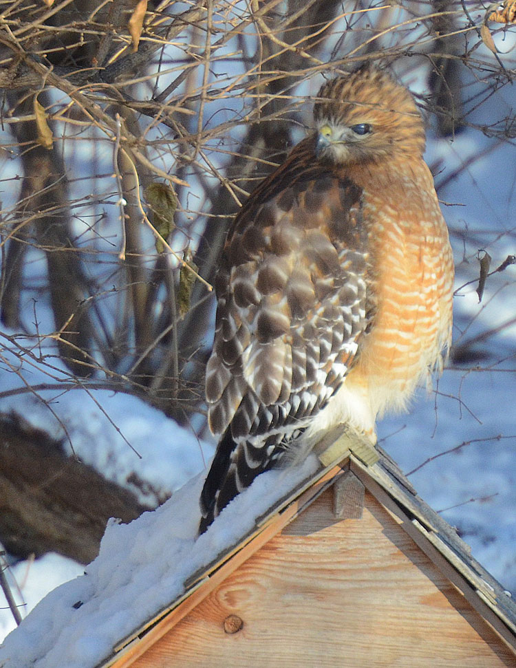Our hawk looks like he has a cataract, but he doesn't. His nictitating membrane is covering his eye, making it look milky blue. The membrane protects the hawk's eye.
