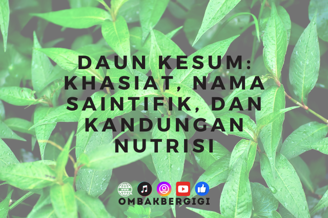 daun kesum daun kesum
