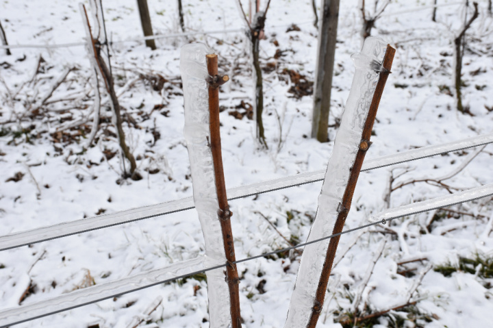geschnittene Weinreben Stecker, dick vereist
