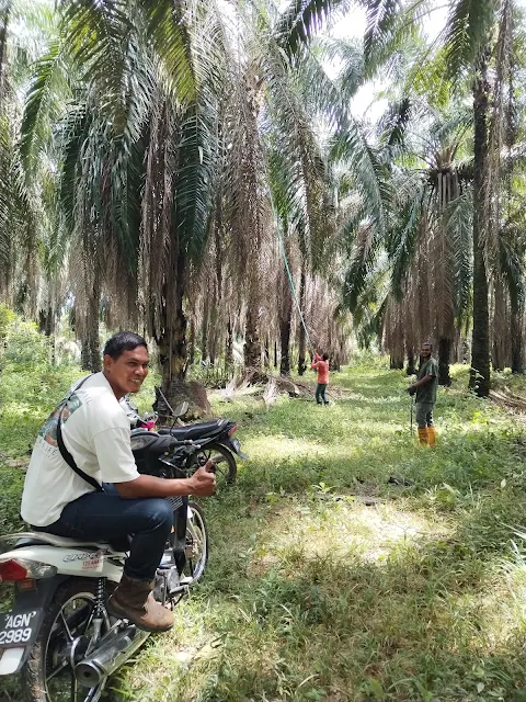 Pantau kerja-kerja pruning pelepah pokok kelapa sawit Pruning Kelapa Sawit