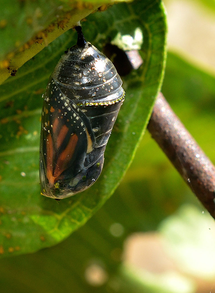 The monarch butterfly locked in this chrysalis is about to be born. When the caterpillar first pupates, the chrysalis is jade green. Eventually it darkens and then becomes clear when the butterfly is ready to eclose. You can see the butterfly curled inside the clear case. Just days earlier, the pupa was a light green. Metamorphosis occurs in 9-14 days.