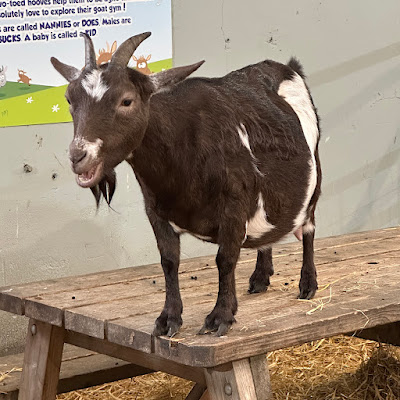 Goat at Streamvale Open Farm Goat at Streamvale Open Farm