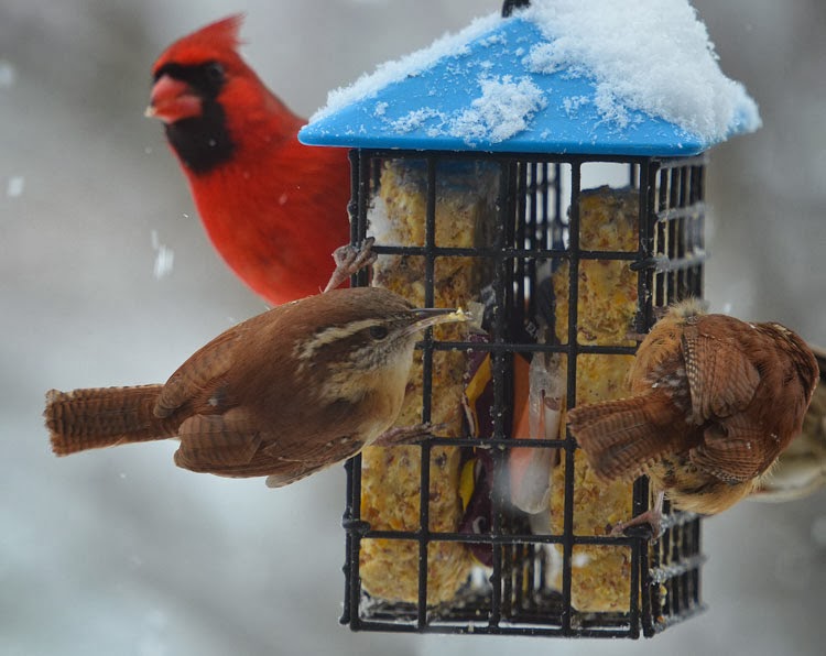 Two Carolina Wrens (Thryothorus ludovicianus) and a Northern Cardinal (Cardinalis cardinalis) share the suet feeder during a snowstorm. It was strange to see the bright red Cardinal hanging on to the suet feeder. Normally only woodpeckers, nuthatches, chickadees and wrens cling to it.