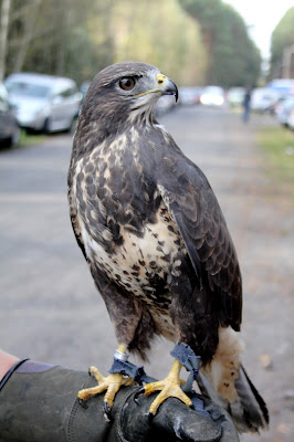 myszołów Miracolo, Myszołów zwyczajny, myszołów (Buteo buteo)