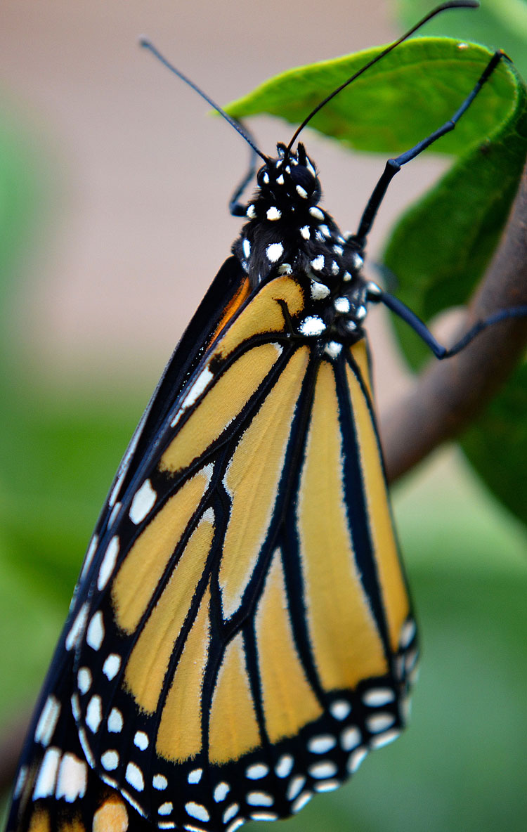 Orange wings always pop to mind when we think of monarch butterflies, but black and white polka dots should too. Her beautiful head, body and wing tips are covered in polka dots! A Monarch butterfly has orange wings with heavy black lines like stained glass...all accented with black and white polka dots!