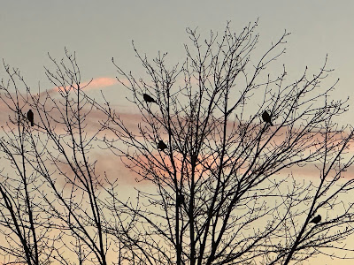 Birds in tree