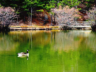 green pond