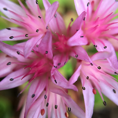 Succulent flowers, taken with iPhone 6s and Olloclip macro lens Succulent flowers, taken with iPhone 6s and Olloclip macro lens