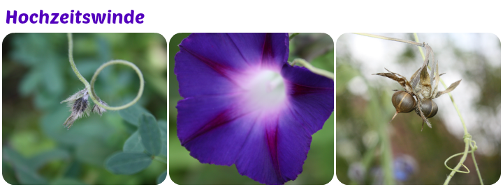 Knospe, Blüte und Samnstand der Winde