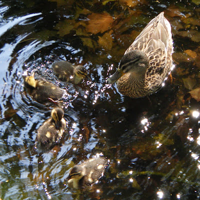 Ducklings Ducklings