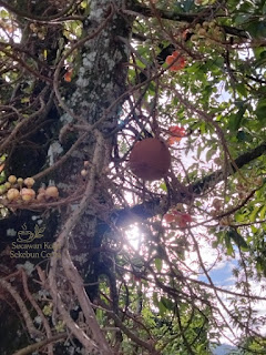 Buah dari Cannonball Tree atau Pokok Peluru Meriam