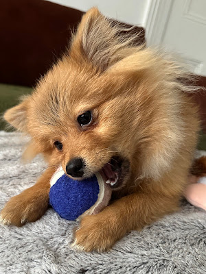 Pomeranian puppy Pomeranian puppy