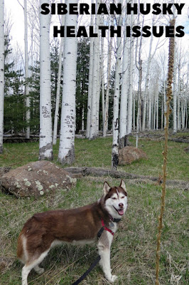 Siberian Husky Health Issues Siberian Husky Health Issues, Common Husky health issues, Siberian Husky health problems