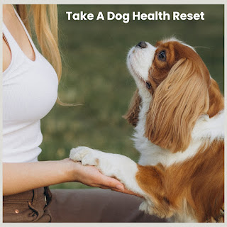 Dog Home Health Check between Vet visits can give you confidence! Woman holding dog's paw.