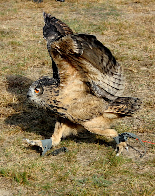 puchacz Miracolo, Puchacz zwyczajny (Bubo bubo