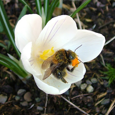 Bee on a crocus Bee on a crocus