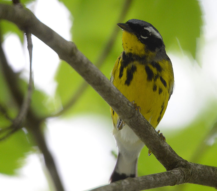 The Magnolia Warbler's "necklace" is one of the field marks that help you identify this bird. His black mask and broken eye rings help too!