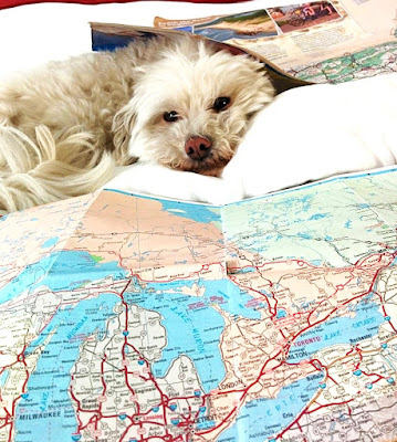 traveling with dogs complete guide My dog laying on a map preparing for our road trip