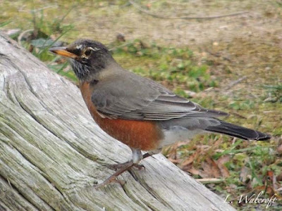 american robin