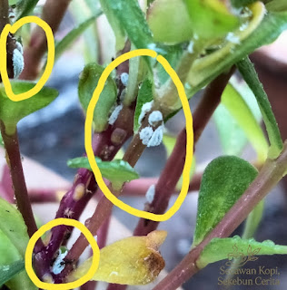 Bena putih atau kutu putih atau mealybug
