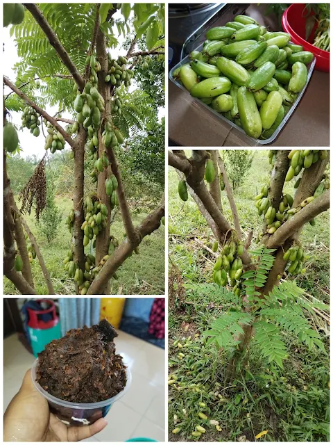 Belimbing buluh yang selalu orang guna untuk buat sambal hitam Pahang yang sedap tu Pokok belimbing buluh