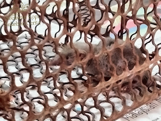 Cencurut dalam perangkap tikus