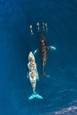 “Humpback Whales and Bottlenose Dolphins, Kihei, Hawai‘i, USA” by Raja Iliya