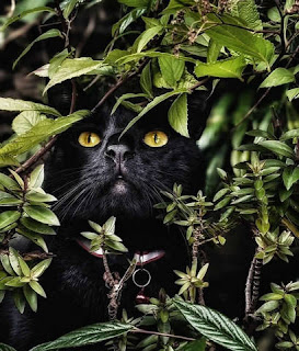 Golden Eyes Among the Green: The Hidden Observer