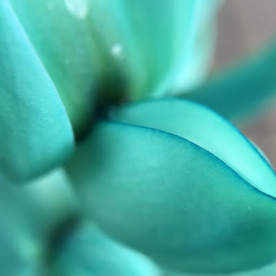Close-up of the Jade Vine, taken with my iPhone 6s and Olloclip macro lens Close-up of the Jade Vine, taken with my iPhone 6s and Olloclip macro lens