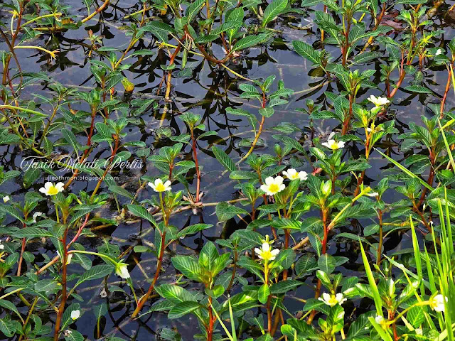 Taman Rekreasi Tasik Melati Perlis Taman Rekreasi Tasik Melati Perlis