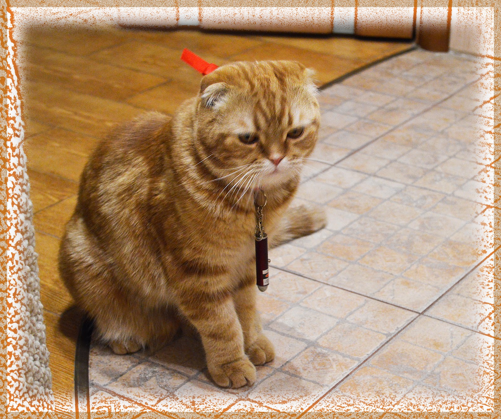 день рождения кота подарки для кота