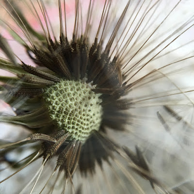 Dandelion clock seeds, taken with iPhone 6s and Olloclip macro lens Dandelion clock seeds, taken with iPhone 6s and Olloclip macro lens