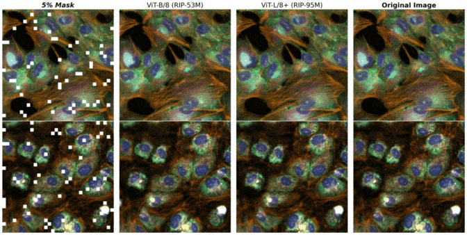 Animation of how Recursion trains AI models for drug discovery on NVIDIA GPUs