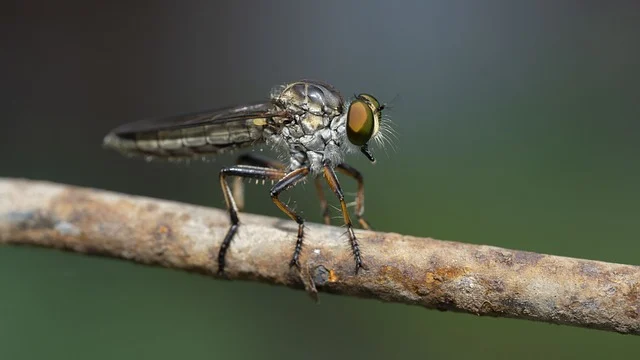 Raamhor Profielen: Effectieve Bescherming tegen Insecten