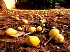 mango2