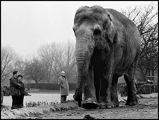 The elephant shown here is not Jubilee but a bigger one.