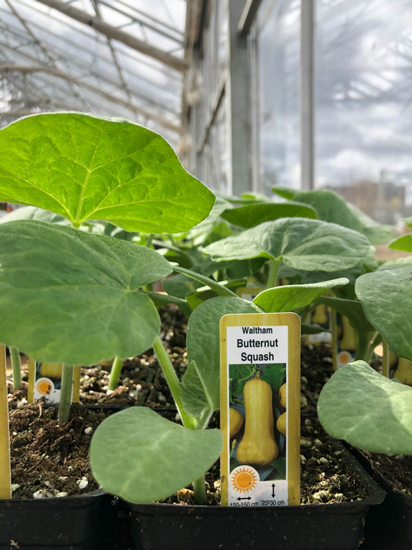 butternut-squash Butternut Squash, Waltman