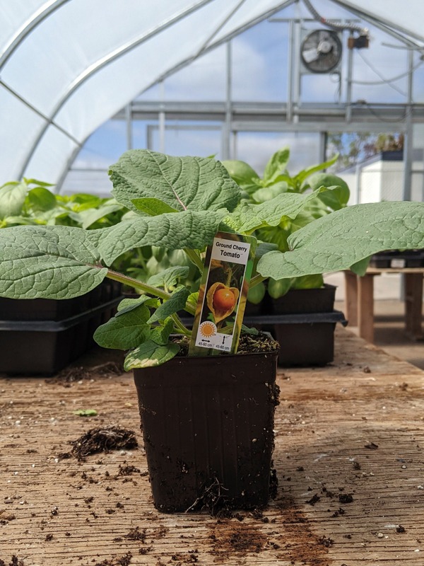 ground-cherry-(3) Ground Cherry