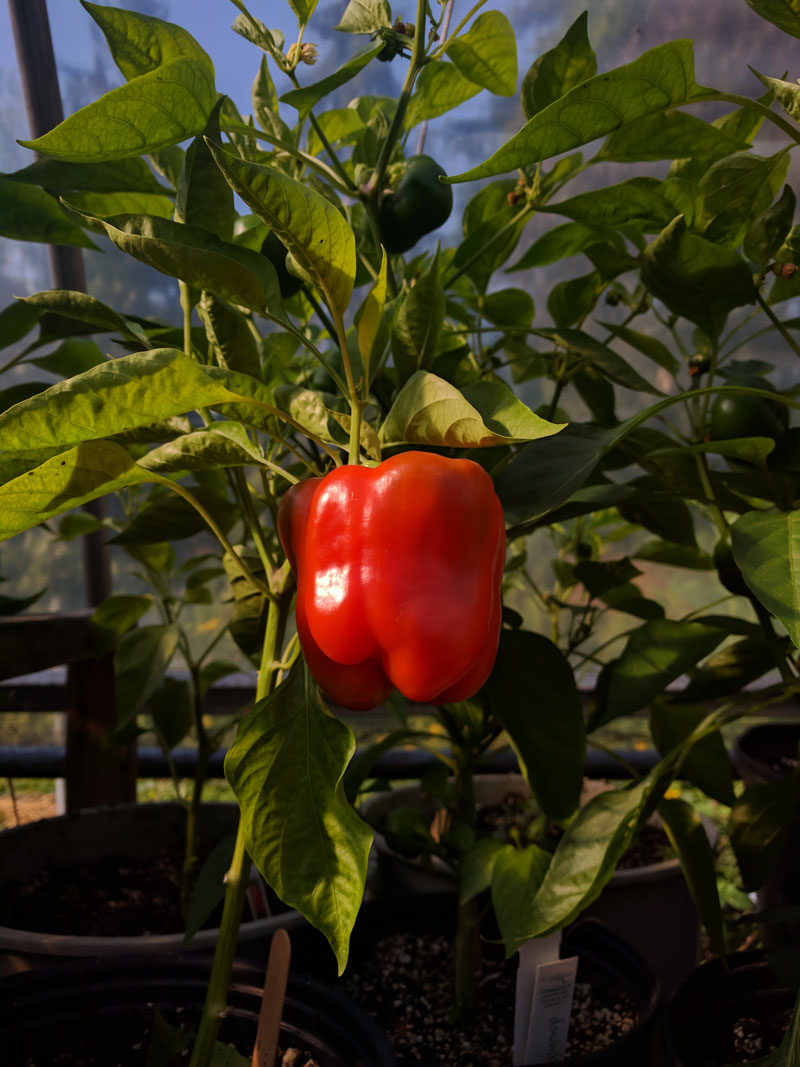 pepper-red-bell_web Pepper (Sweet), Ace Red Bell