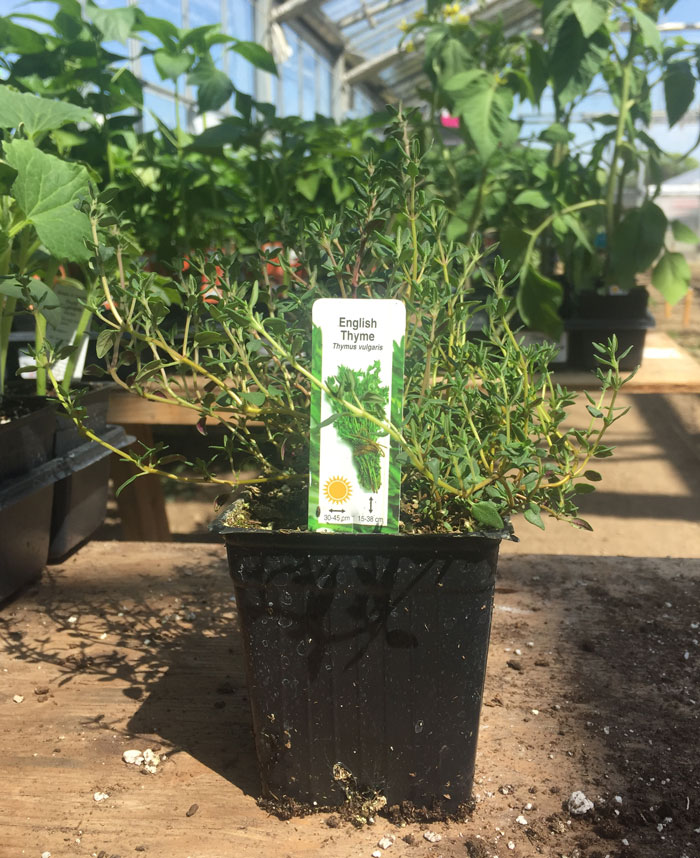 thyme_web Thyme, English