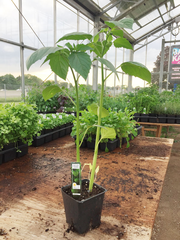 tomatillo-web Tomatillo, Toma Verde