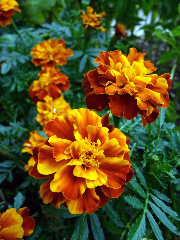 marigold-web marigold