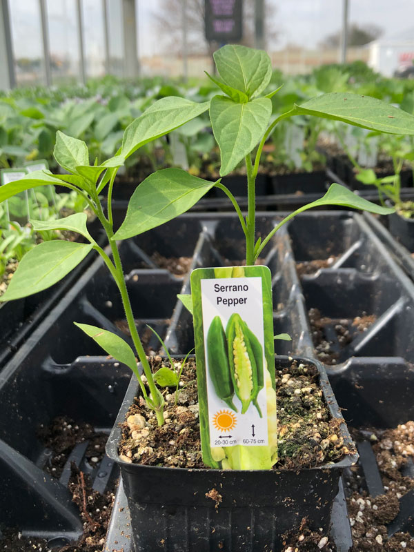 Pepper-Serrano-web Pepper (Hot), Serrano