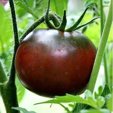 Tomato (Slicing), Paul Robeson Black 1 Tomato (Slicing), Paul Robeson Black