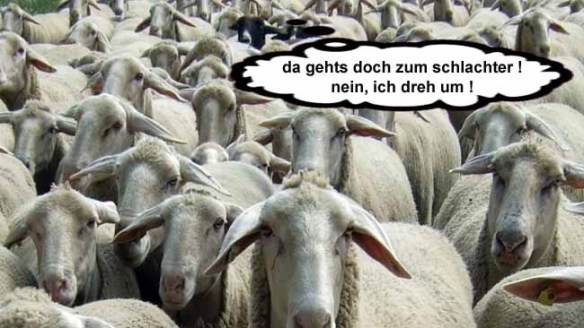 schwarzes-schaf