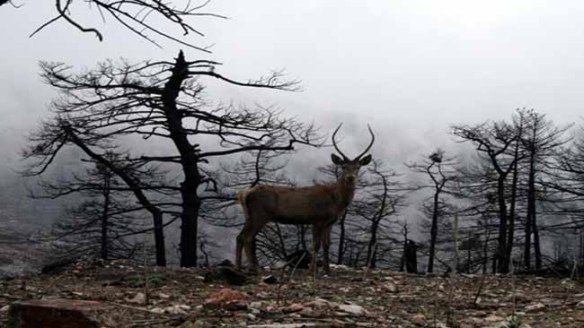 urlaub-wald