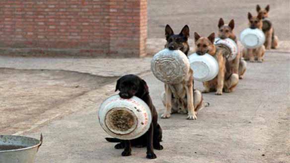 hunde warten auf fressen