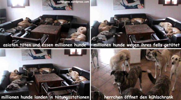 news für hunde